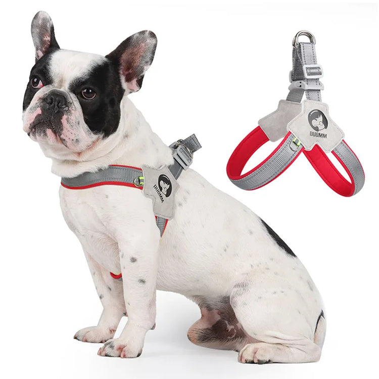 A dog with a harness