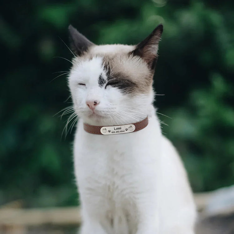 A relaxed cat wearing a collar