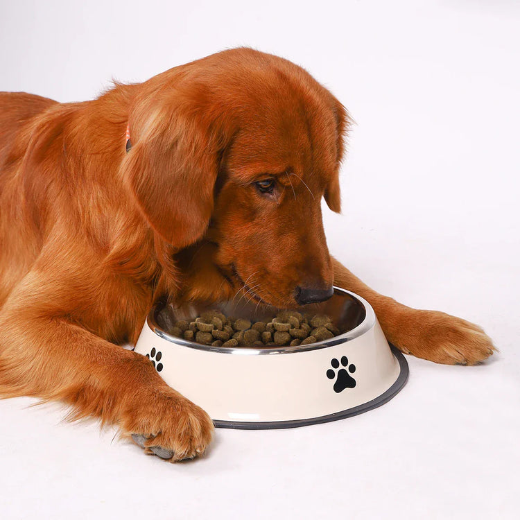 A dog eating from a bowl