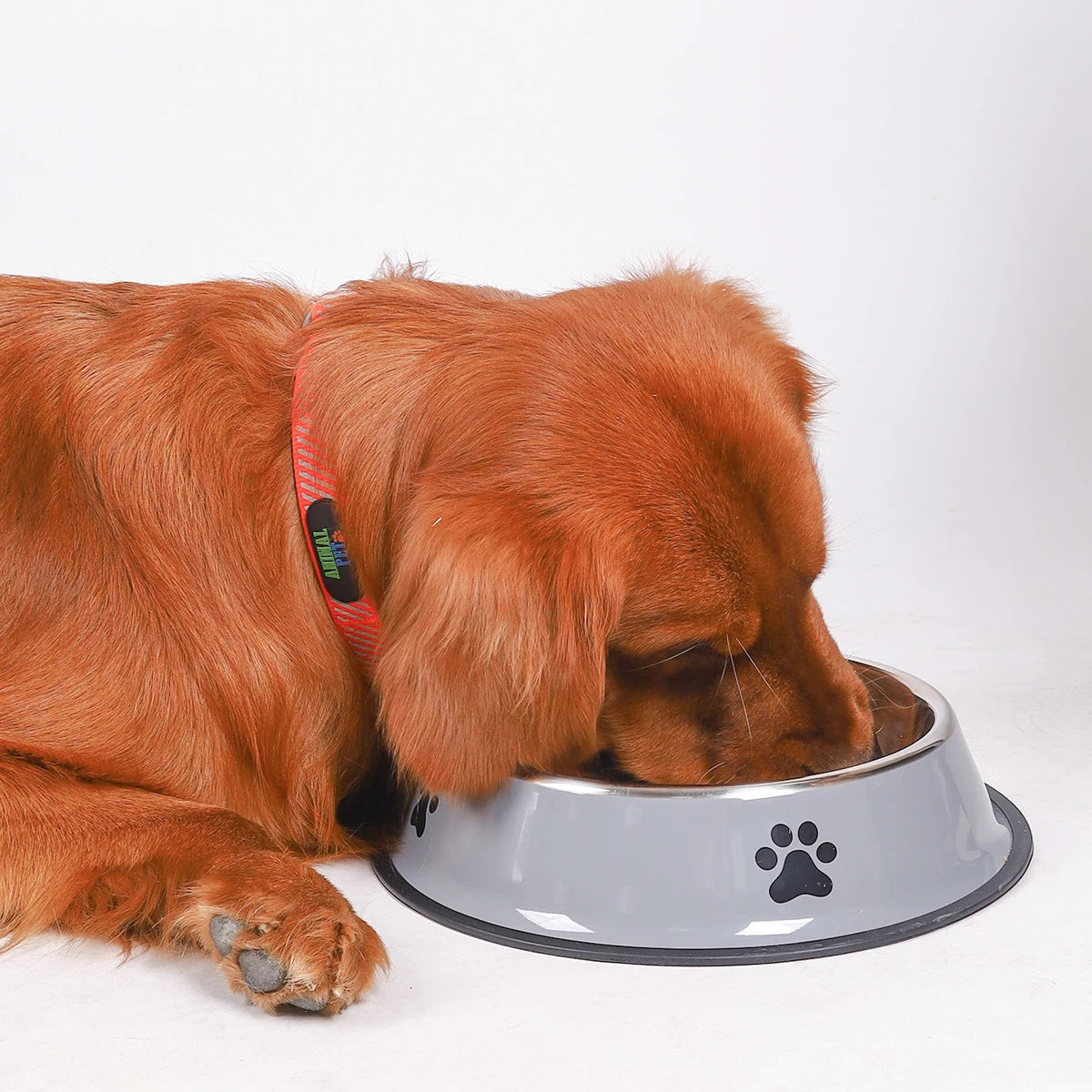 Stainless Steel Feeding Bowl for Cats and Dogs