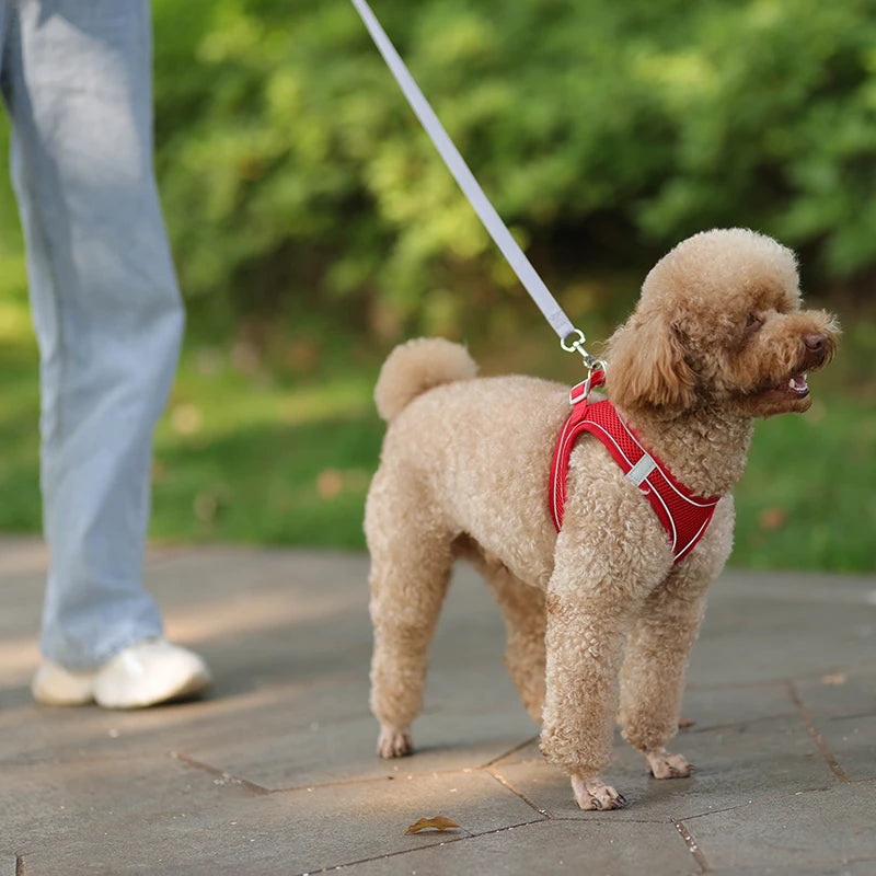 Dog lead and harness combo