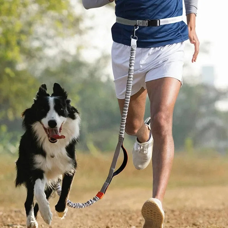 Extendable Hands Free Dog Leash