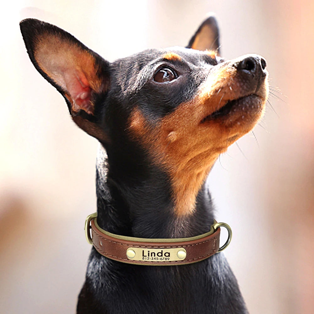 Personalised Dog Collars