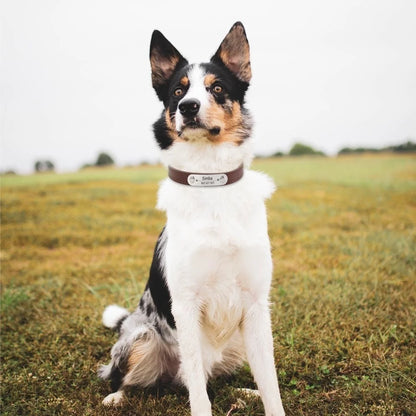 Cat and Dog Collar With Name