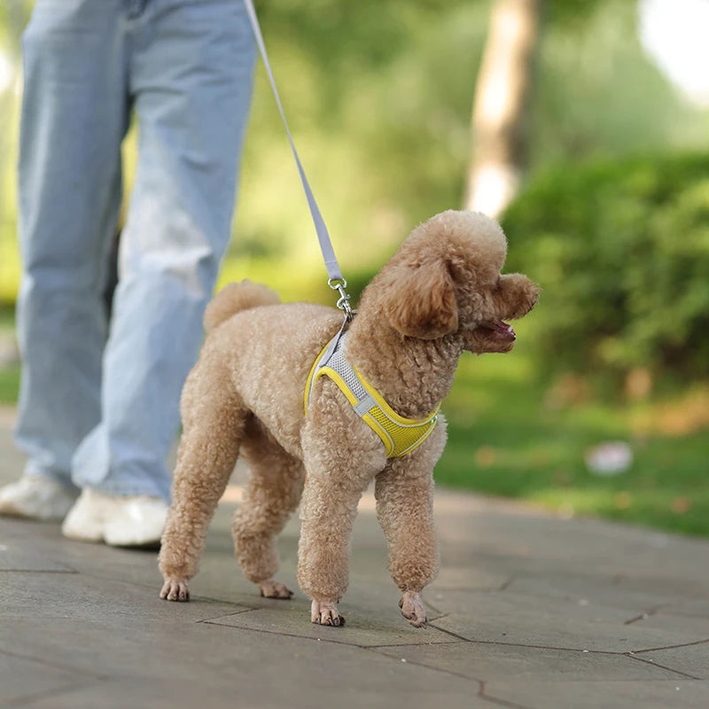 Dog lead and harness combo