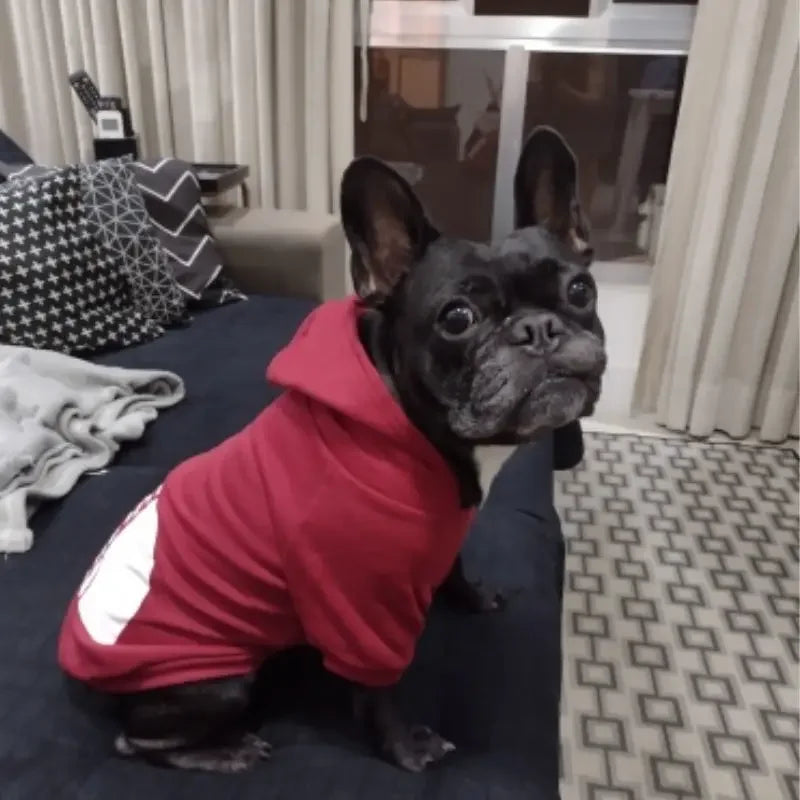 Autumn dog hoodies wear in home