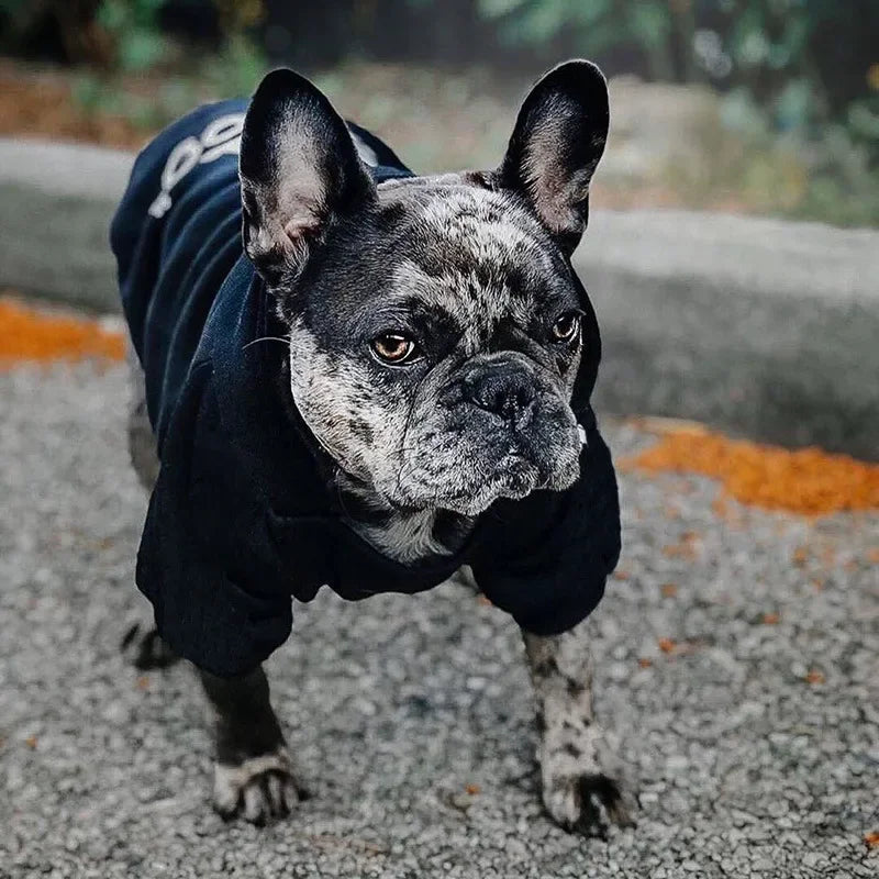 Autumn dog hoodies