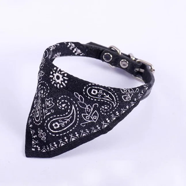 Black adjustable collar cat